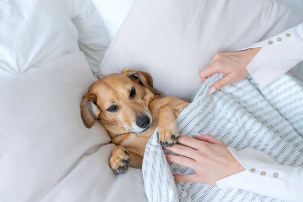 Un cane di piccola taglia, color marrone chiaro, è sdraiato su un letto con cuscini bianchi e una coperta che gli copre il corpo. Il cane sembra tranquillo e rilassato mentre qualcuno gli sistema delicatamente la coperta, simbolo di comfort e cura.