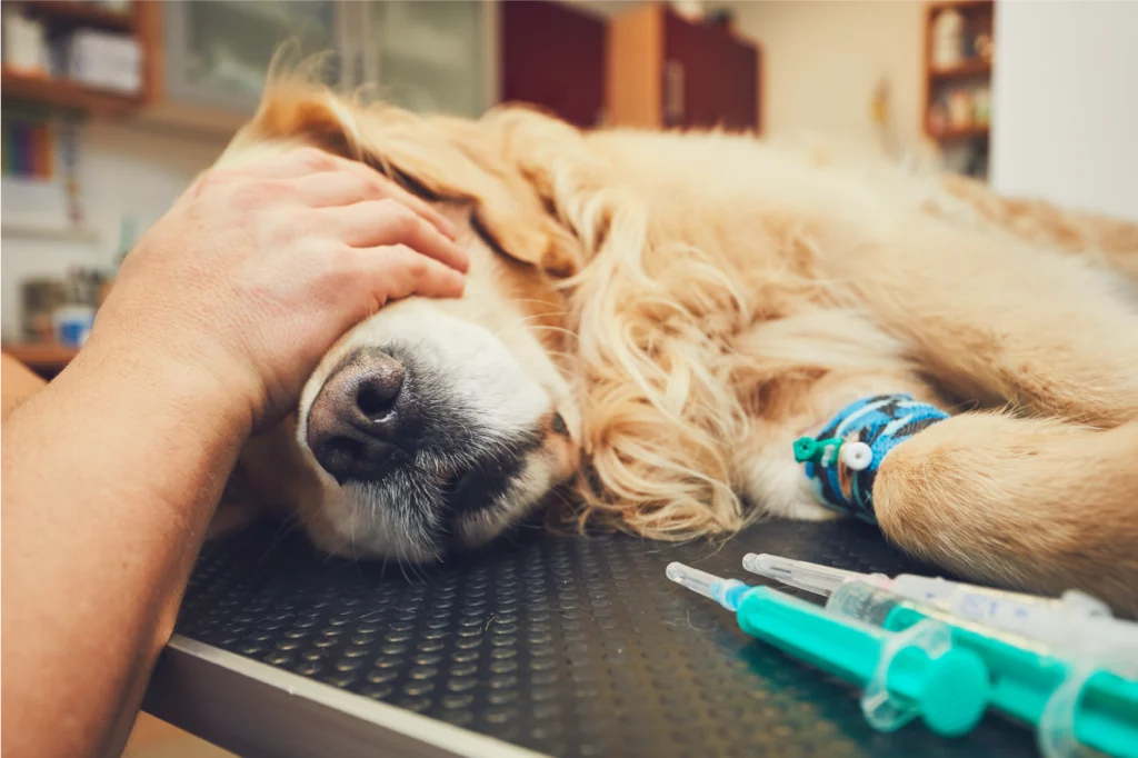 n golden retriever è disteso su un tavolo da veterinario, con una mano umana che gli accarezza dolcemente la testa. Si vedono delle siringhe e strumenti veterinari sul tavolo, che indicano un momento di emergenza o di supporto medico.