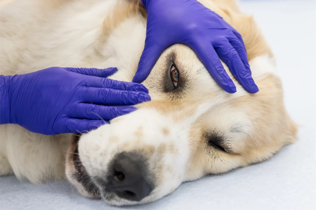 Un cane bianco con sfumature dorate è disteso su un tavolo, con un veterinario che indossa guanti blu e gli offre conforto. Il cane appare esausto, mentre il veterinario lo tiene con cura, sottolineando un momento di premura e attenzione medica.